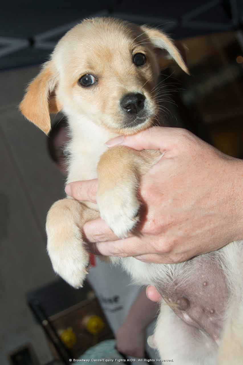 Clark County Humane Society finds forever homes for new Golden Retriever  puppies