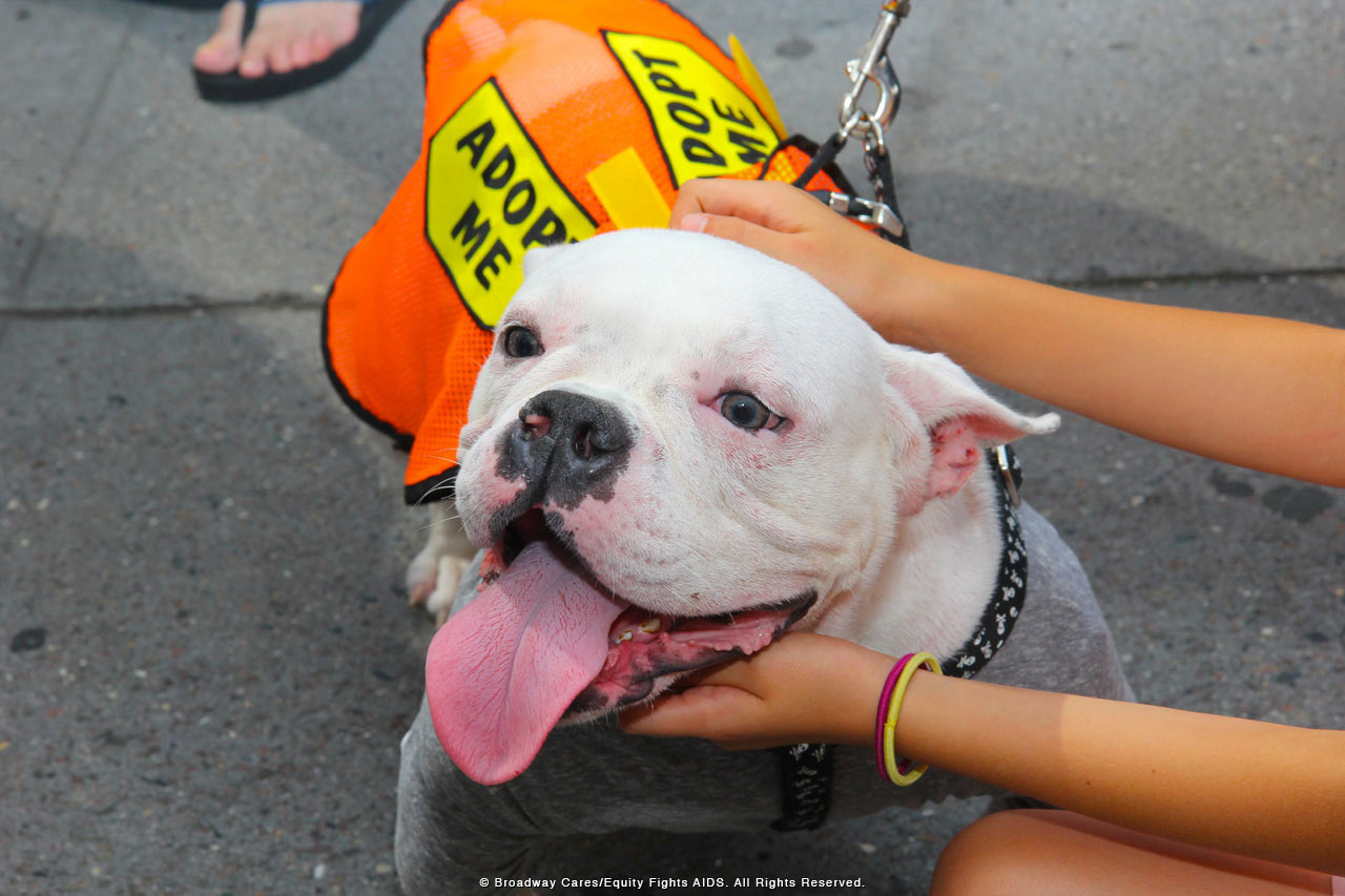 Broadway's Best Help Pets Find Loving Homes at Broadway Barks