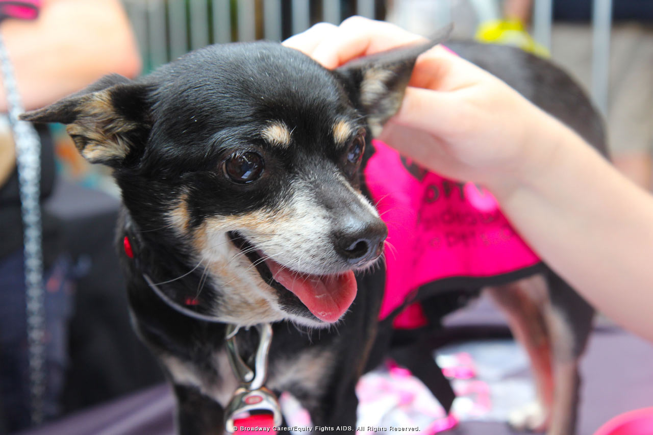 Broadway's Best Help Pets Find Loving Homes at Broadway Barks