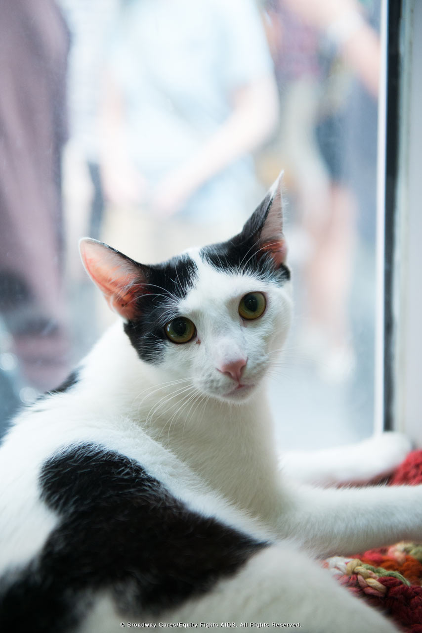 Broadway's Best Help Pets Find Loving Homes at Broadway Barks