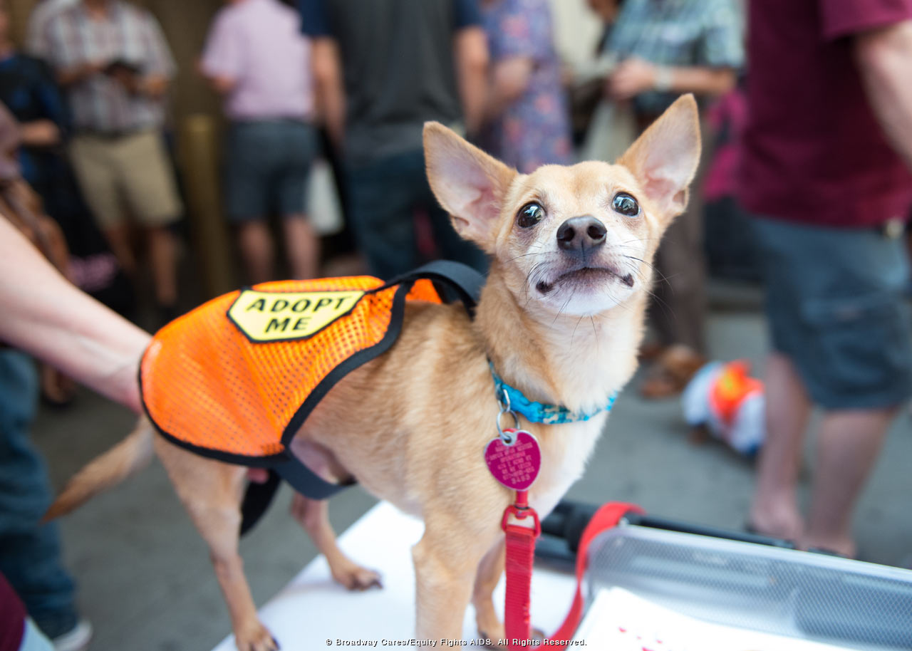 Broadway's Best Help Pets Find Loving Homes at Broadway Barks